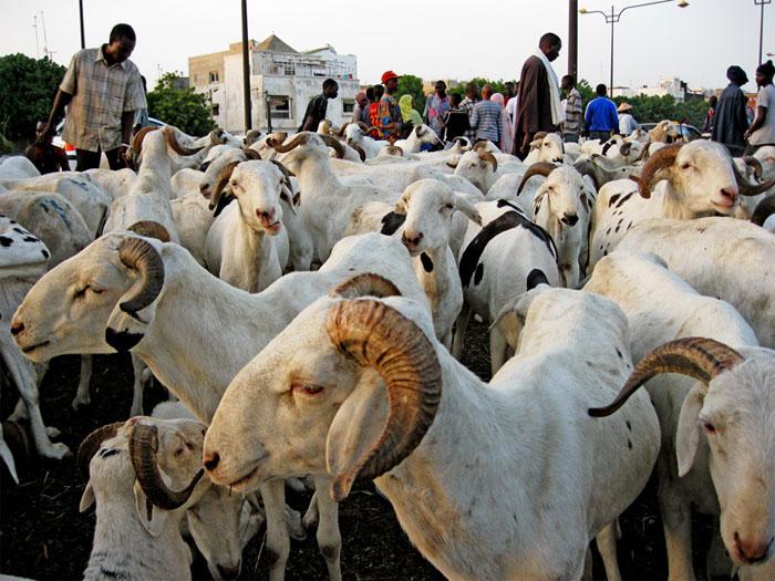 You are currently viewing Tabaski : un besoin de 803 000 moutons dont 263 000 pour Dakar