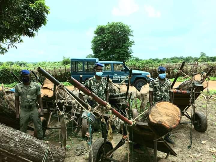 You are currently viewing Vélingara : saisie de bois de vene, les trafiquants en fuite