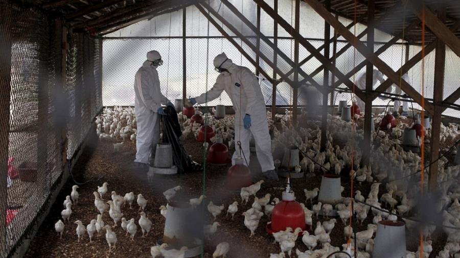 You are currently viewing Niger : la FAO et l’USAID luttent contre la réémergence de la grippe aviaire