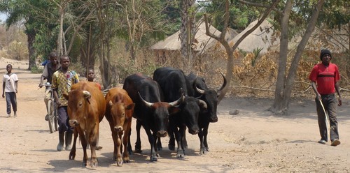 You are currently viewing Nioro : Keur Denguérè en proie à des vols de bétail