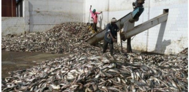 You are currently viewing Indusrrie de la farine et huile de poisson : ce qui inquiète l’ONU