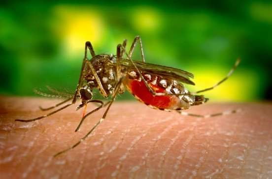 You are currently viewing Lutte contre le paludisme : le bond qualifitatif de Mbacké