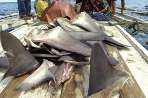 Lire la suite à propos de l’article Kébémer : saisie de 1,6 tonne d’ailerons de requin