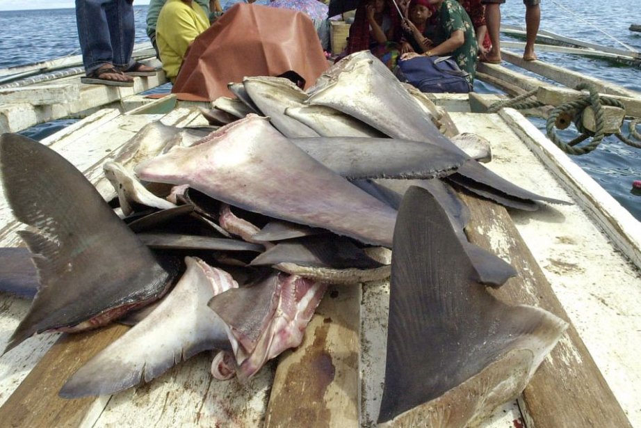 You are currently viewing Kébémer : saisie de 1,6 tonne d’ailerons de requin