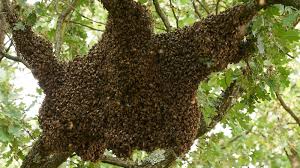 You are currently viewing Nioro : un déficient mental tué par des abeilles
