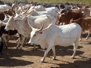 Read more about the article Lutte contre le vol de bétail : ces chiffres qui donnent de l’espoir