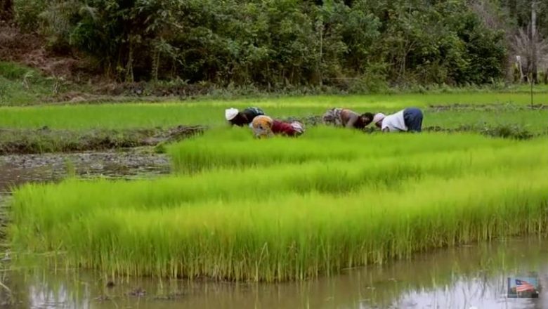 You are currently viewing Bignona : le corps sans vie d’une malade mentale découvert dans les rizières