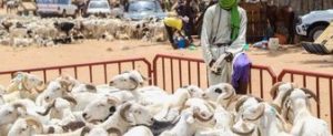Read more about the article Marché de Sandiara : le polygame vole un mouton de Tabaski