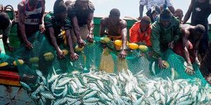 Read more about the article La Mauritanie octroie 500 licences aux pêcheurs sénégalais
