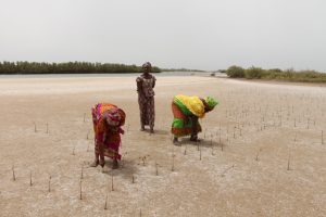 Lire la suite à propos de l’article Protéger les productrices du Mali et du Sénégal face aux risques climatiques grâce aux innovations digitales