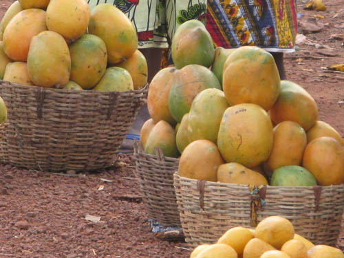 You are currently viewing Des tonnes de mangues pourrissent au port de Ziguinchor