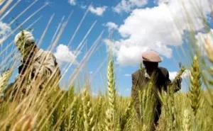 Read more about the article Éthiopie : accord de 84,3 millions de dollars pour améliorer la production de blé