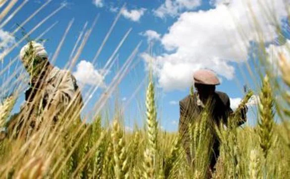 You are currently viewing Éthiopie : accord de 84,3 millions de dollars pour améliorer la production de blé