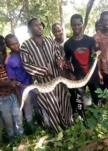 Lire la suite à propos de l’article Grosse frayeur à Kounkané (Kolda) : des pythons envahissent le cimetière