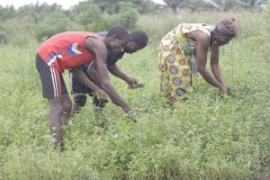 Lire la suite à propos de l’article Au Togo, une pompe solaire améliore la vie des agriculteurs (BAD)