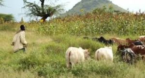 Lire la suite à propos de l’article Divagation du bétail : on a frôlé le pire à Nguélou