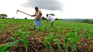 Adaptation agricole : élément clé à la mise en place de systèmes alimentaires durables en Afrique (par Mohamed TAHARI)
