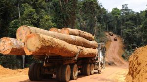 Lire la suite à propos de l’article Trafic international de bois en Casamance : 2 camions gambiens interceptés à Bounkiling, un convoyeur arrêté