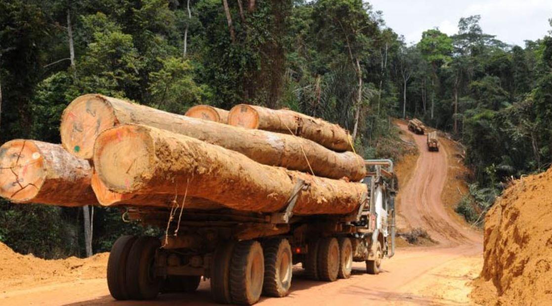 You are currently viewing Trafic international de bois en Casamance : 2 camions gambiens interceptés à Bounkiling, un convoyeur arrêté