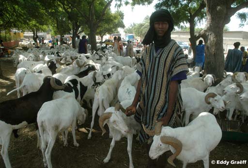Lire la suite à propos de l’article Tabaski : 810 000 têtes de moutons pour approvisionner les marchés du Sénégal