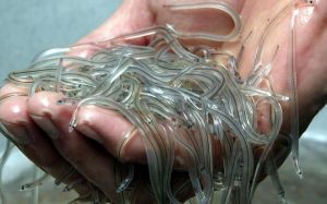 Lire la suite à propos de l’article La DIC démantèle un réseau sénégalais de trafic international d’anguilles