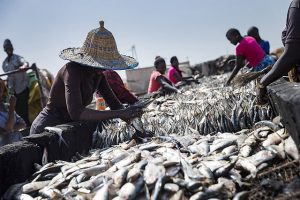 Lire la suite à propos de l’article Transparence : la liste des navires autorisés à pêcher au Sénégal publiée